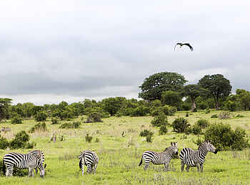 Kwihala Camp: Zebras