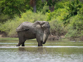 Laba Jongomero Camp: Elefant im Wasser