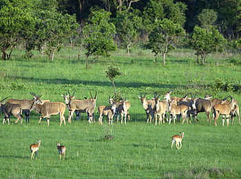 Leopard Lodge: Elenantilopen