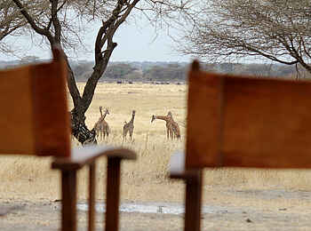 Manyara Ranch: Giraffen vor dem Camp Manyara Ranch: Giraffen vor dem Camp
