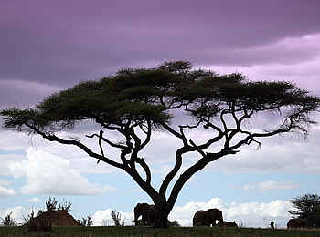 Manyara Ranch: Himmlisches Farbenspiel Manyara Ranch: Himmlisches Farbenspiel