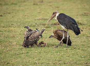 Mara Expedition Camp: Geier und Marabu