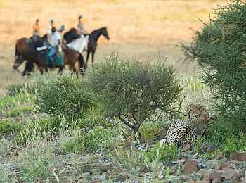 Mashatu Euphorbia Villas: Reitsafari