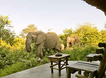 Motswari Game Lodge: Elefanten an der Veranda