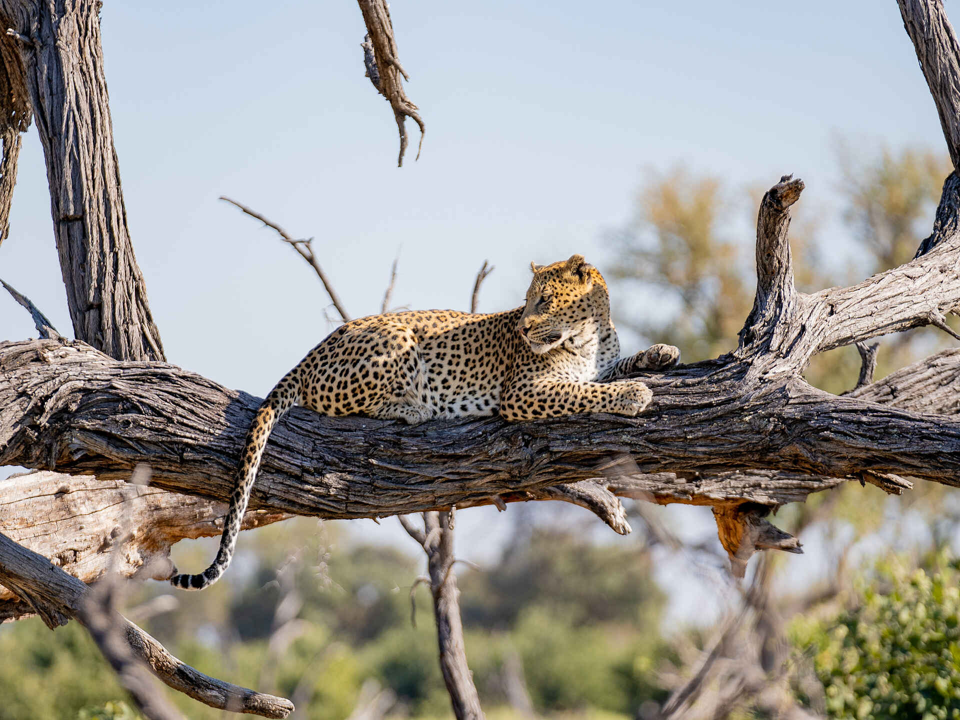 Rra Dinare: Leopard im Baum