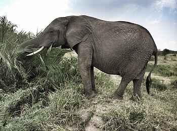 Serian Serengeti Mobile Camp: Elefant