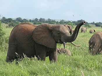 Soroi Cheetah Tented Camp: Elefantenherde im hohen Gras