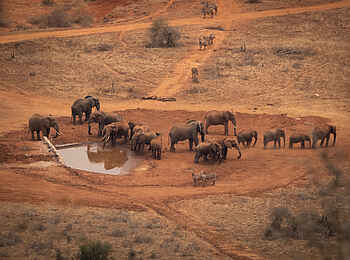 Soroi Lions Bluff Lodge: Elefanten an einer Wasserstelle