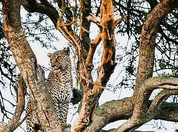 Soroi Private Wing Camp: Leopard im Baum