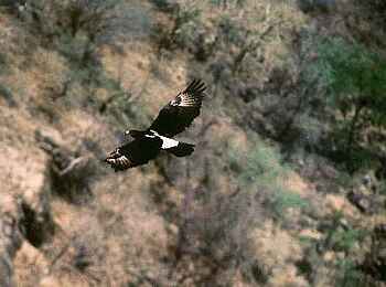 Taita Falcon Lodge: Black Eagle Taita Falcon Lodge: Black Eagle