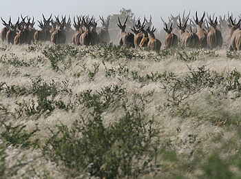 Tau Pan Camp: Fliehende Elenantilopen