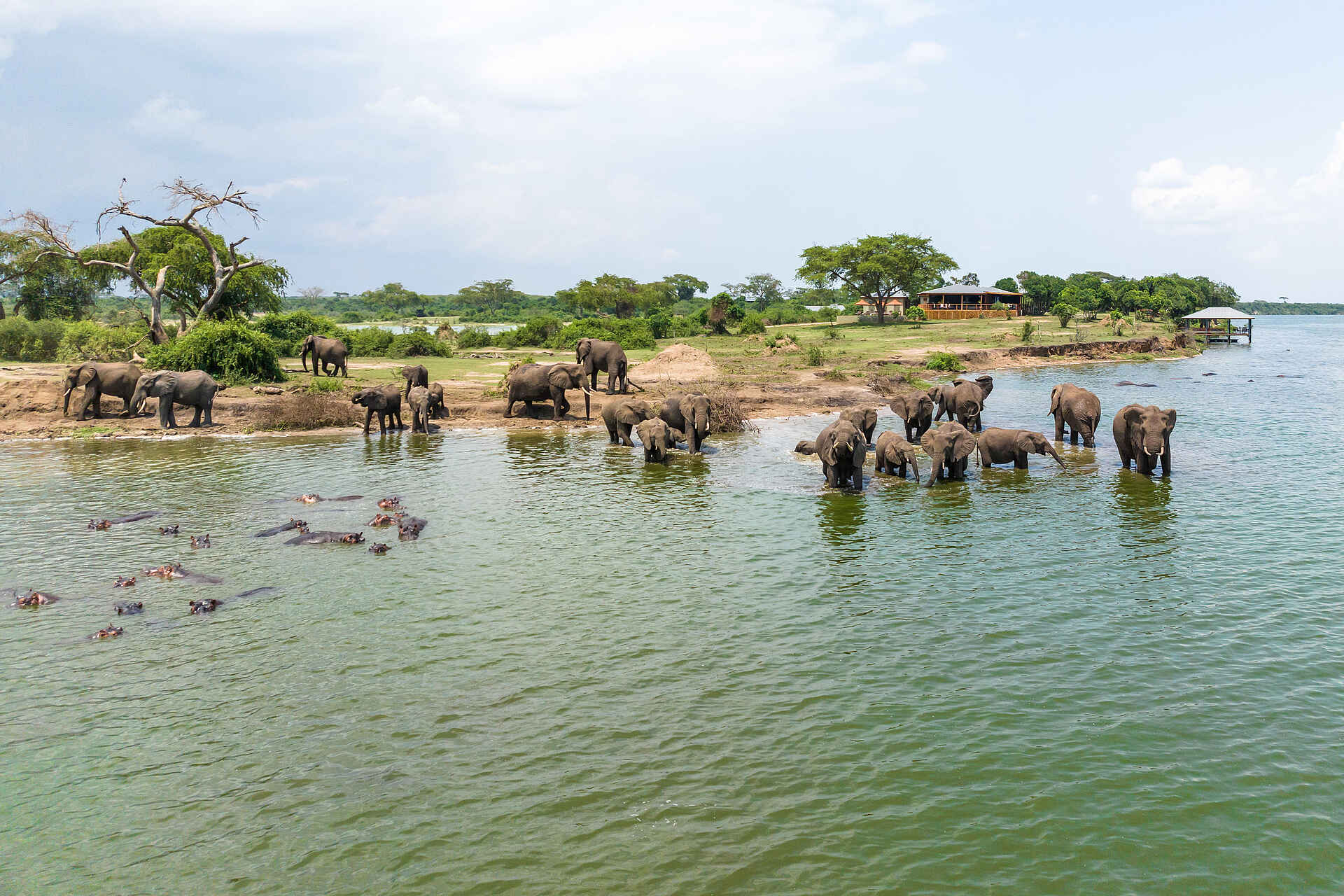 The River Station Lodge: Elefanten am Wasser