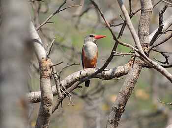 Wasa Lodge: Grey-headed Kingfisher
