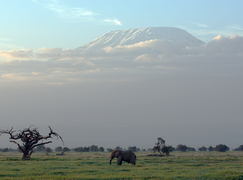 Amboseli Serena Safari Lodge: Ein Elefant vor majestätischer Kulisse Amboseli Serena Safari Lodge: Ein Elefant vor majestätischer Kulisse
