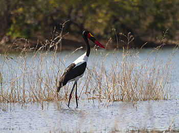 Bumi Hills Safari Lodge: Sattelstorch Bumi Hills Safari Lodge: Sattelstorch