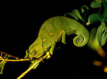 Cheetah Plains: Ruht in sich Cheetah Plains: Ruht in sich