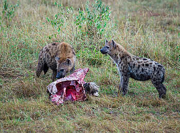 Entim Masai Mara: Hyänen mit Aas