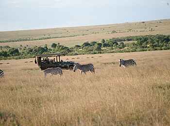 Ilkeliani Camp: Zebras auf dem Game Drive Ilkeliani Camp: Zebras auf dem Game Drive