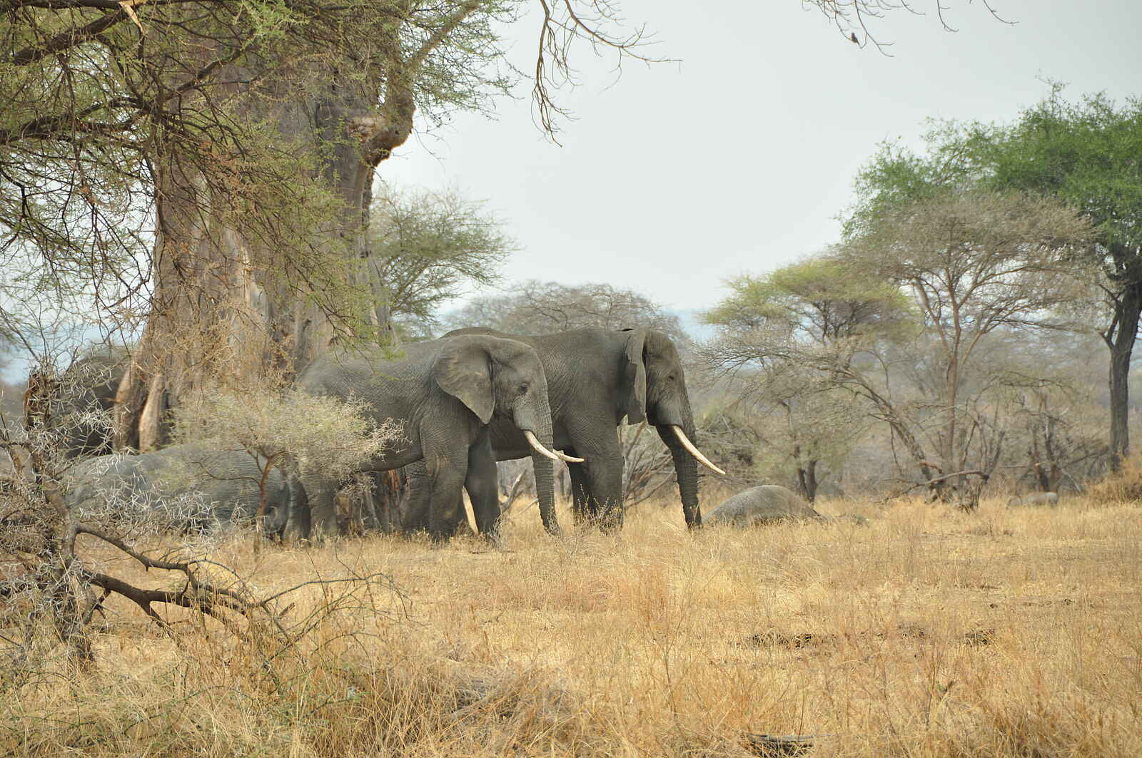 Legendary Mwiba Lodge: Elefantenherde Legendary Mwiba Lodge: Elefantenherde