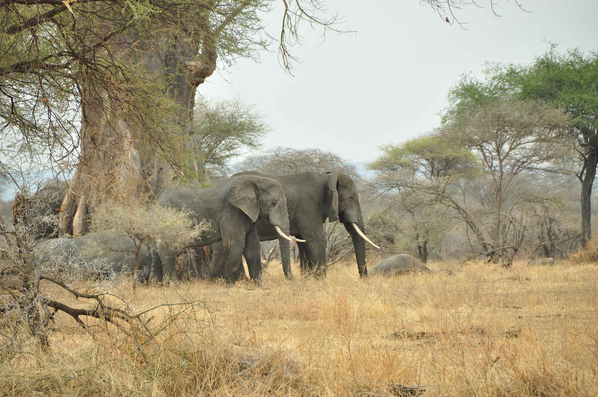 Friedkin Conservation Fund, Legendary Expeditions, Legendary Mwiba Lodge, Mwiba Wildlife Reserve, Afrikarma, Afrikarma Safaris, Afrikarma Safaris. Wildnis. Hautnah., Afrikarma.de, Game Drive, Safari, Tierbeobachtung, Elefant, Loxodonta Africana