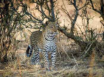 Lion Camp: Leopard
