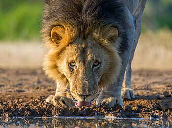 Mashatu Photographic Hide: Trinkender Löwe