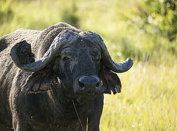 Mihingo Lodge: Büffel Mihingo Lodge: Büffel