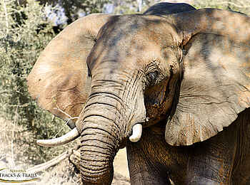 Ozondjou Trails: Elefantenportrait