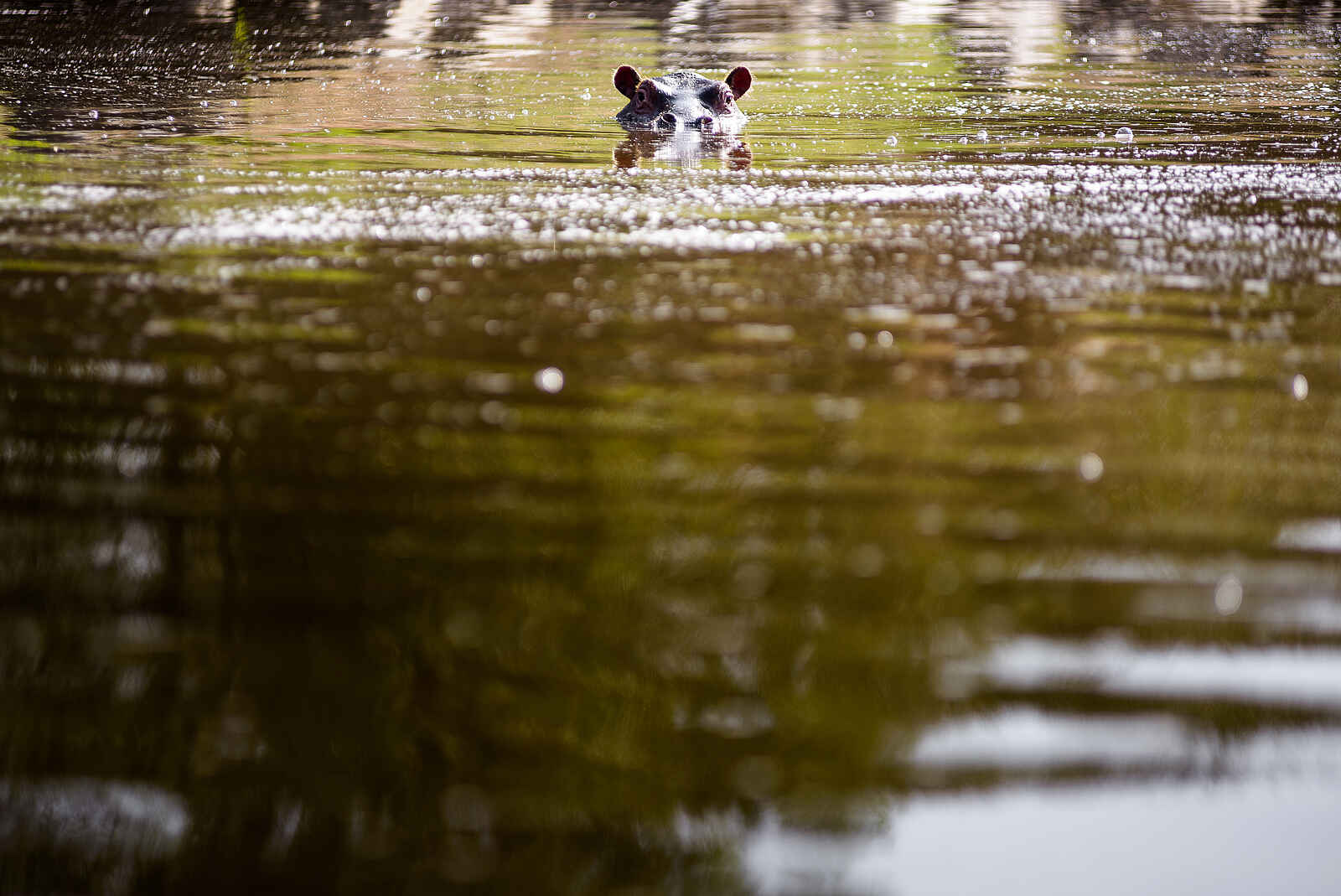 Sanctuary Olonana: Flußpferd Sanctuary Olonana: Flußpferd