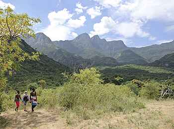 Sarara Tree: Geführte Buschwanderung Sarara Tree: Geführte Buschwanderung