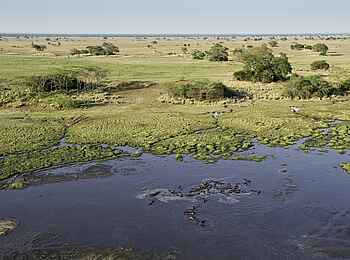Busanga Bush Camp: Luftaufnahme badender Nilpferde Busanga Bush Camp: Luftaufnahme badender Nilpferde