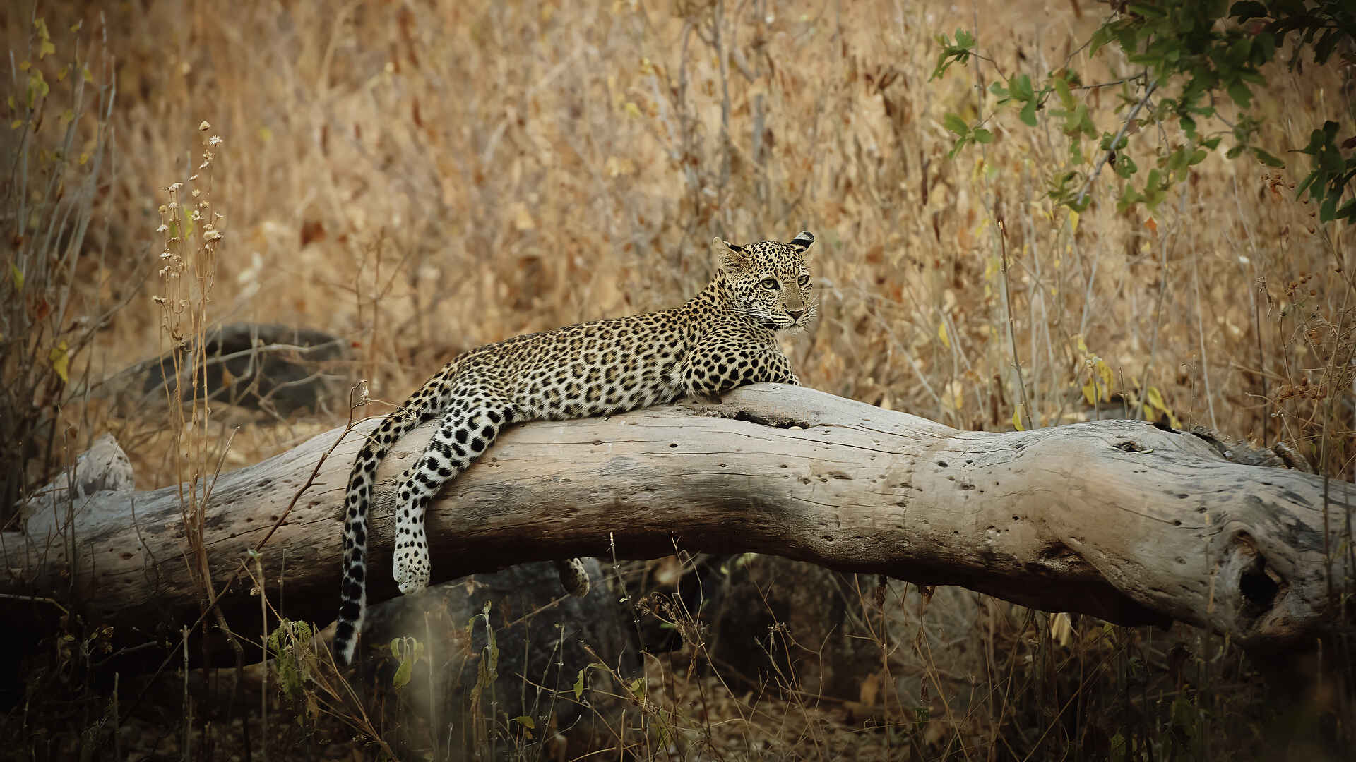 Charlie Ruaha Safari Camp: Leopard