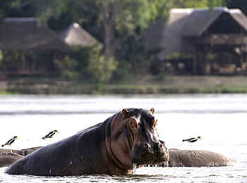 Chiawa Camp: Hippos vor dem Camp