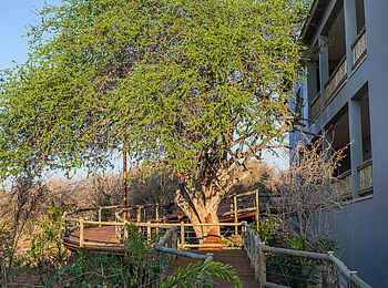 Chobe Bush Lodge: Um den Baum herum Chobe Bush Lodge: Um den Baum herum