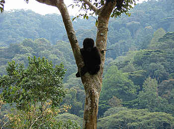 Clouds Mountain Gorilla Lodge: Silhouette
