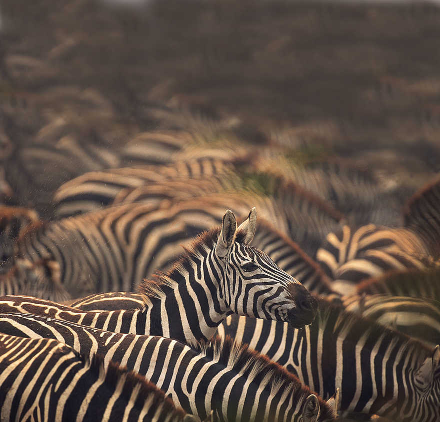 Jack's Camp: Zebra Jack's Camp: Zebra