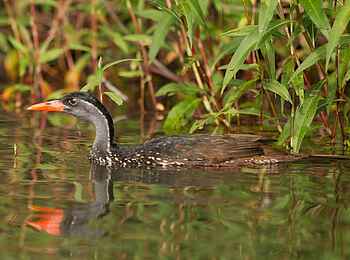 KaingU Safari Lodge: Binsenralle