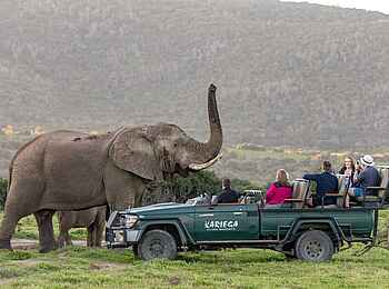 Kariega Main Lodge: Auf Pirschfahrt Kariega Main Lodge: Auf Pirschfahrt