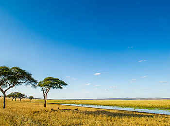 Kuro Tarangire: Landschaft unter blauem Himmel Kuro Tarangire: Landschaft unter blauem Himmel