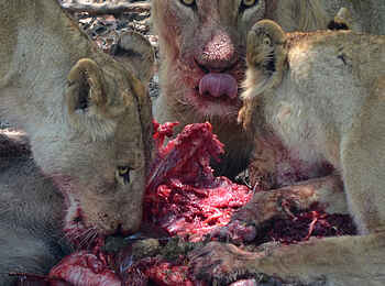 Leopard Lodge: Löwen fressen ihre Beute
