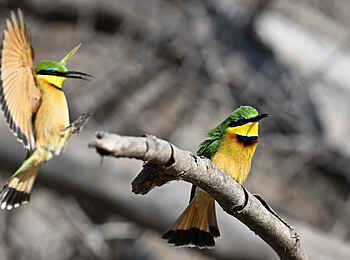Mt Gorongosa Community Camp: Bienenfresser Mt Gorongosa Community Camp: Bienenfresser
