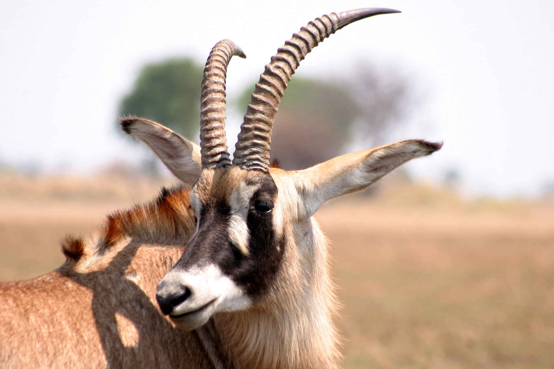 Kafue-Nationalpark, Lagune, Mukambi Fig Tree Bush Camp, Mukambi Safaris, Shishamba River, Pferdeantilope, Afrikarma, Afrikarma Safaris, Afrikarma Safaris – Wildnis. Hautnah., afrikarma.de