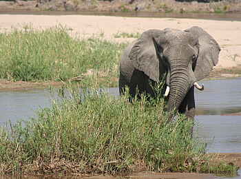 Mwaleshi Camp: Elefant im Flussbett