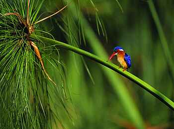 North Island Okavango Safari Camp: Königsfischer