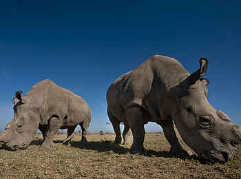 Ol Pejeta Bush Camp: Zwei Nashörner