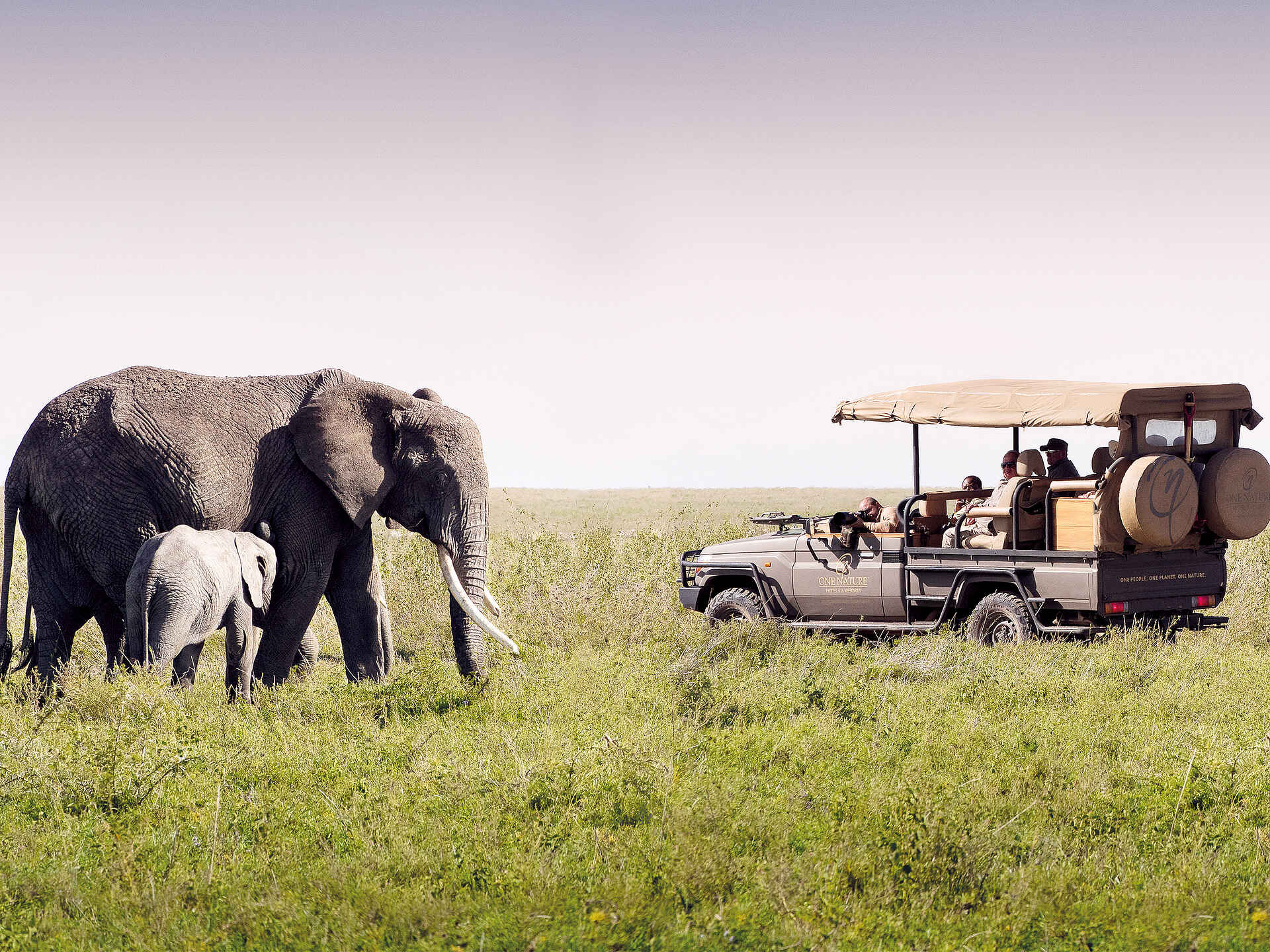 Camp, Nyaruswiga Plains, One Nature, One Nature Nyaruswiga, Serengeti, Serengeti, Seronera, Tented Camp, Zentrale Serengeti, Elefant, Game Drive, Pirschfahrt, Safari-Fahrzeug, Afrikarma, Afrikarma GmbH, Afrikarma Safaris, Wildnis. Hautnah.