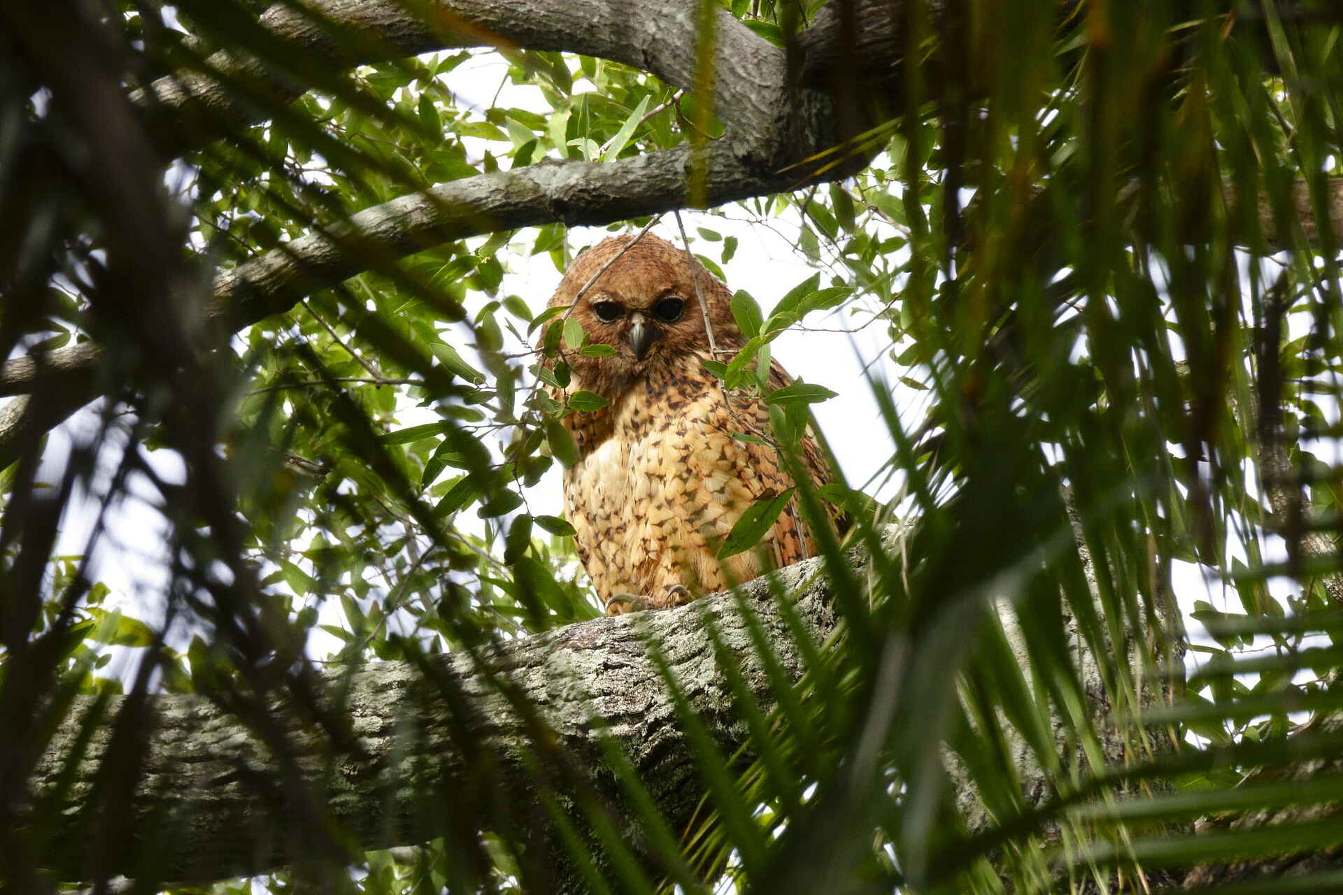 Setari Camp: Birdwatching