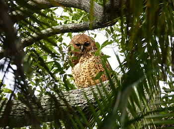 Setari Camp: Birdwatching