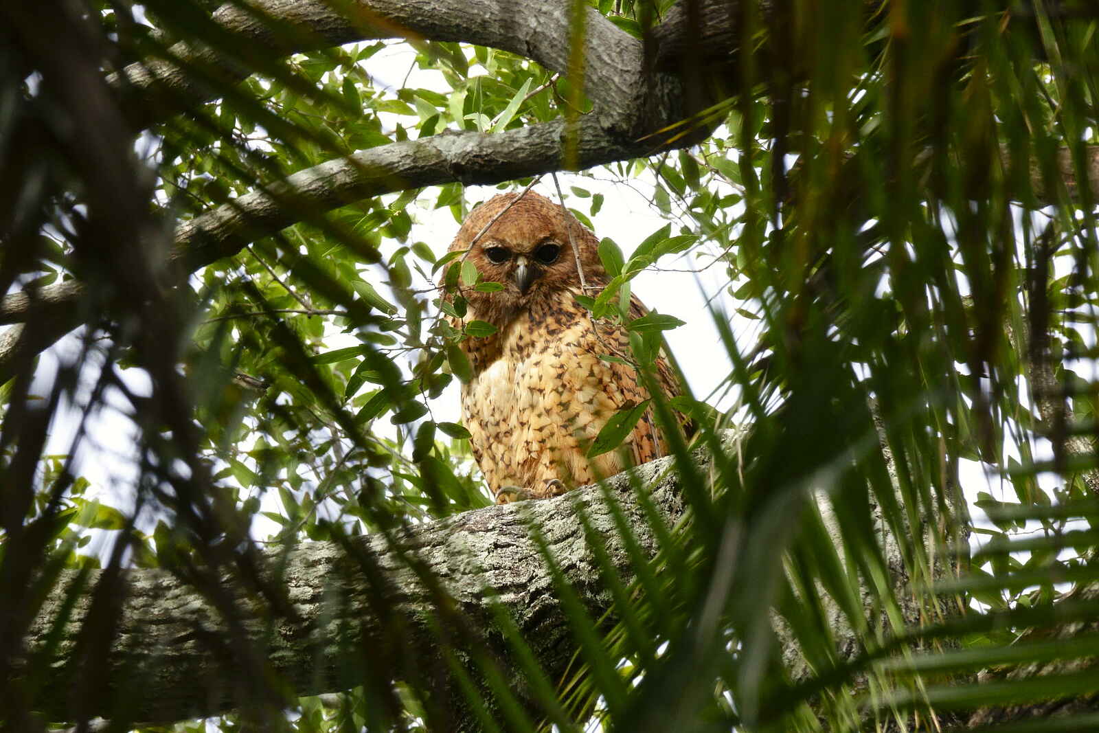 Setari Camp: Birdwatching Setari Camp: Birdwatching