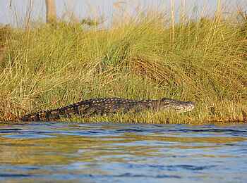 Sitatunga Private Island Camp: Krokodil am Ufer Sitatunga Private Island Camp: Krokodil am Ufer